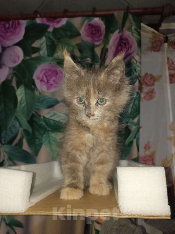 Кошки в Кемерово: Котята мейн-кун  Девочка, 7 000 руб. - фото 2