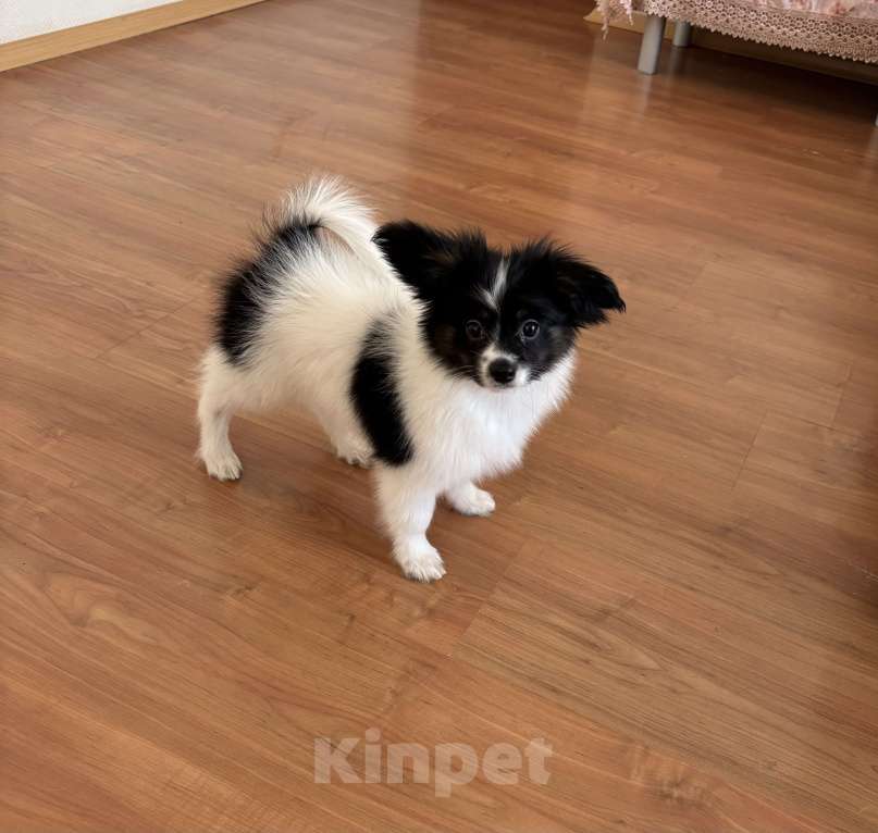 Собаки в Москве: Яркий мальчик папильона , Бэрри Мальчик, 50 000 руб. - фото 1