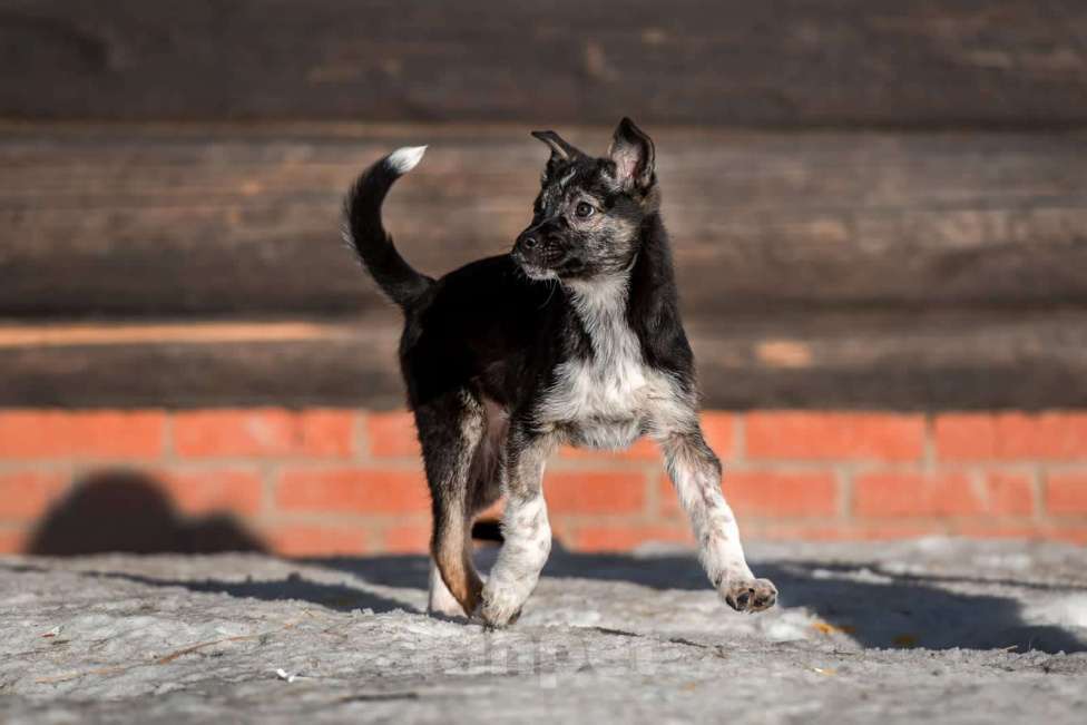 Собаки в Сергиеве Посаде: Щенок Бэлк ищет дом Мальчик, 100 руб. - фото 1