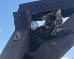 Кошки в Шатуре: Мей-кун котенок Девочка, 10 000 руб. - фото 6
