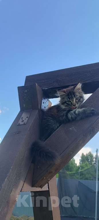 Кошки в Шатуре: Мей-кун котенок Девочка, 10 000 руб. - фото 6