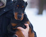 Собаки в Москве: Щенок добермана, девочка Девочка, 100 000 руб. - фото 1