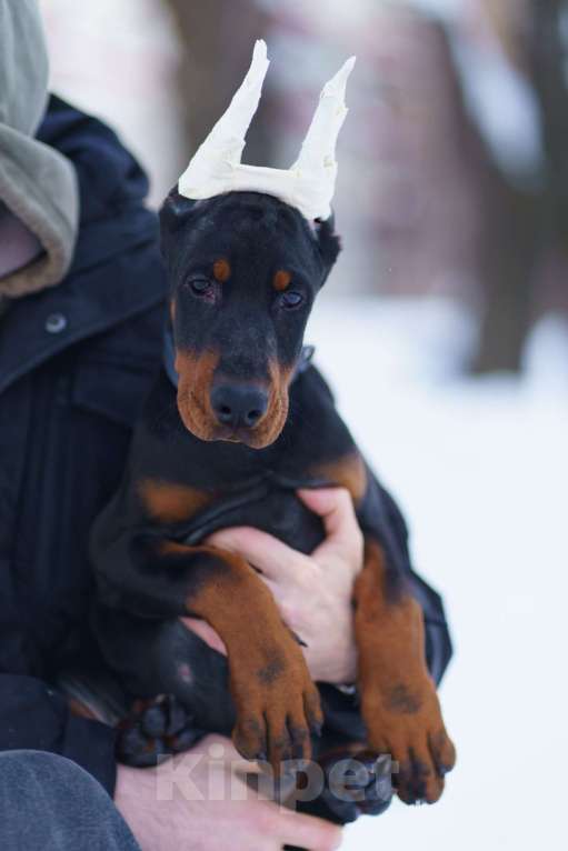 Собаки в Москве: Щенок добермана, девочка Девочка, 100 000 руб. - фото 1