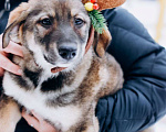Собаки в Мытищах: Щенок Борис ищет любящую семью Мальчик, Бесплатно - фото 9