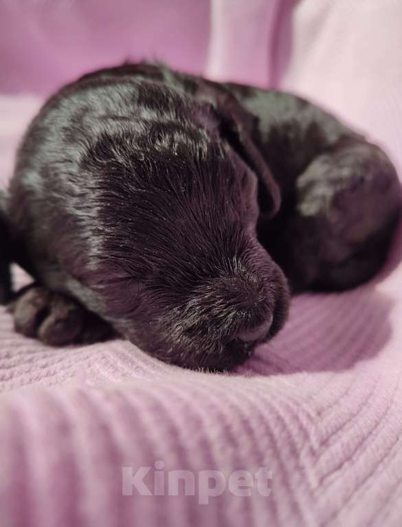 Собаки в Новомосковске: Щенки той /миниатюрный пудель Мальчик, 45 000 руб. - фото 3