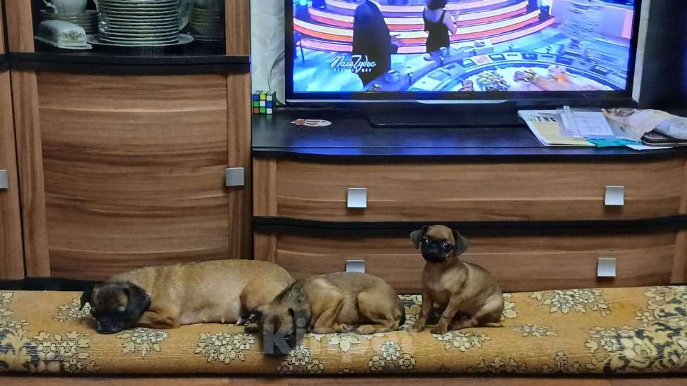 Собаки в Копейске: Щенки пти-брабансона Мальчик, 20 000 руб. - фото 2