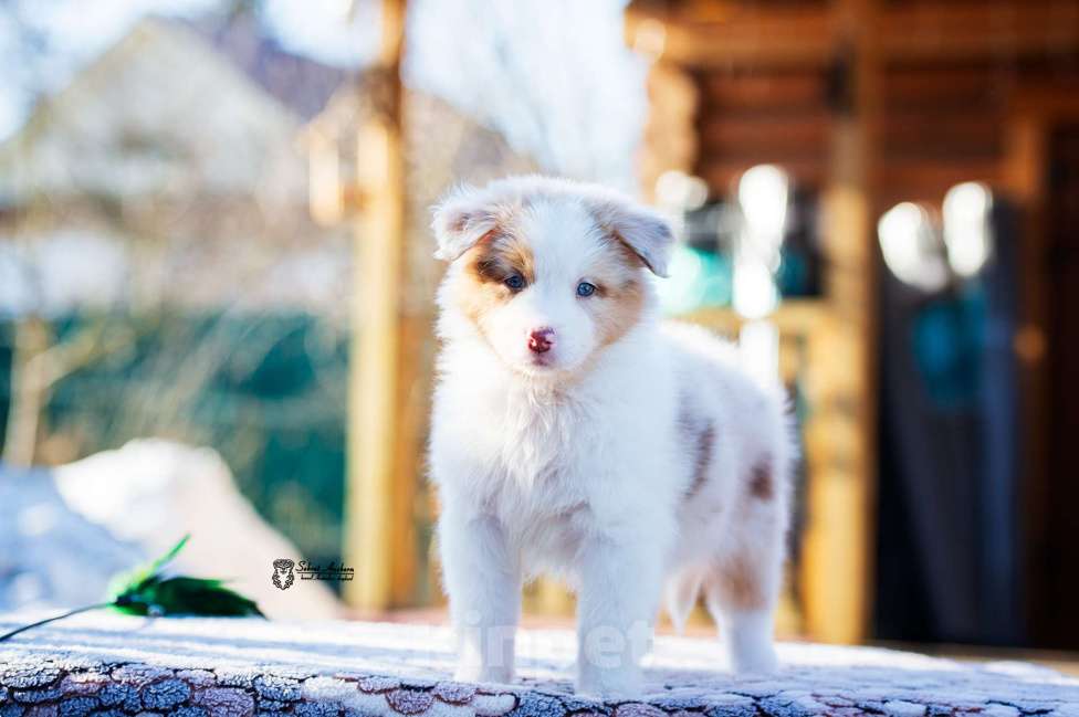 Собаки в Москве: Австралийская овчарка, аусси Девочка, 150 000 руб. - фото 4