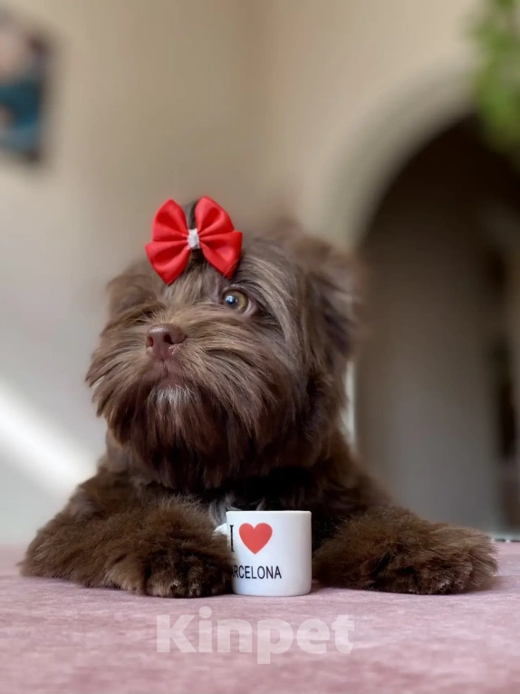 Собаки в Москве: Шоколадный йорк Девочка, Бесплатно - фото 3