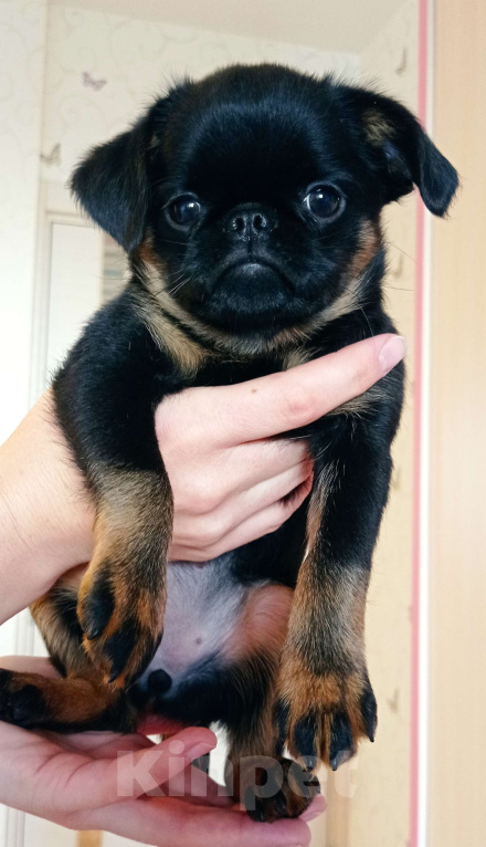 Собаки в Москве: Черно-подпалая девочка  Девочка, 55 000 руб. - фото 2