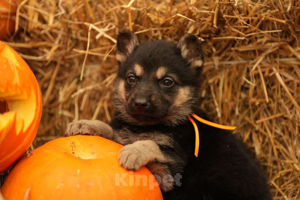 Собаки в Казани: ВЕО РКФ Девочка, 55 000 руб. - фото 4