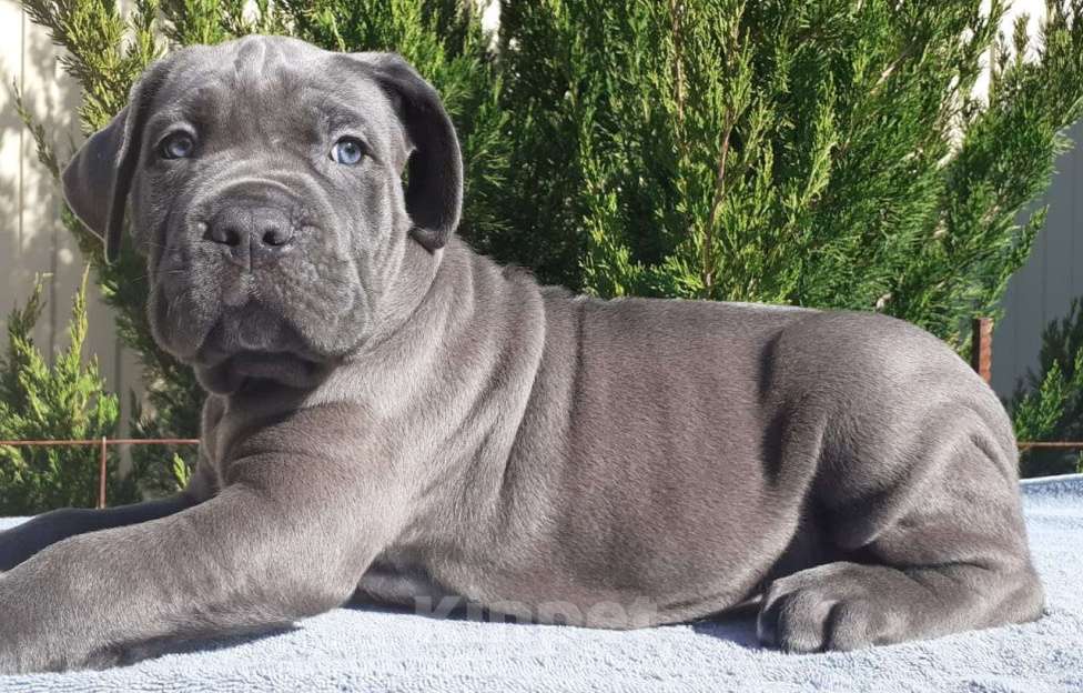 Собаки в Ростове-на-Дону: Щенки Кане Корсо (дети чемпионов) Мальчик, 60 000 руб. - фото 2