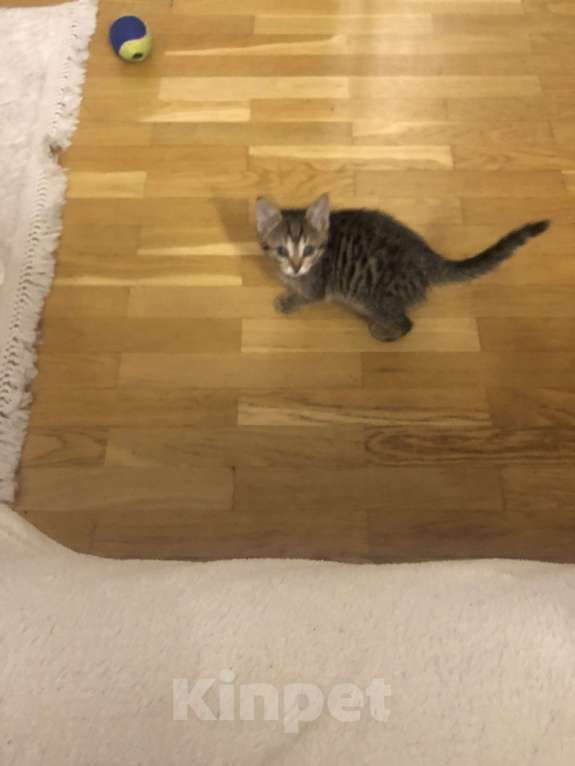 Кошки в Москве: Кошечка-Сонечка  Девочка, 1 руб. - фото 5