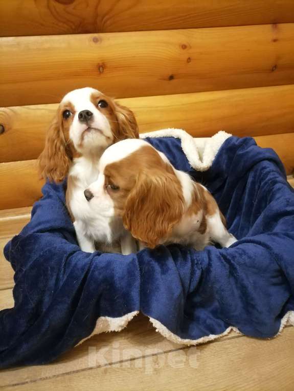 Собаки в Москве: Кавалер кинг Чарльз спаниель 6 мес щенки Мальчик, 90 000 руб. - фото 4