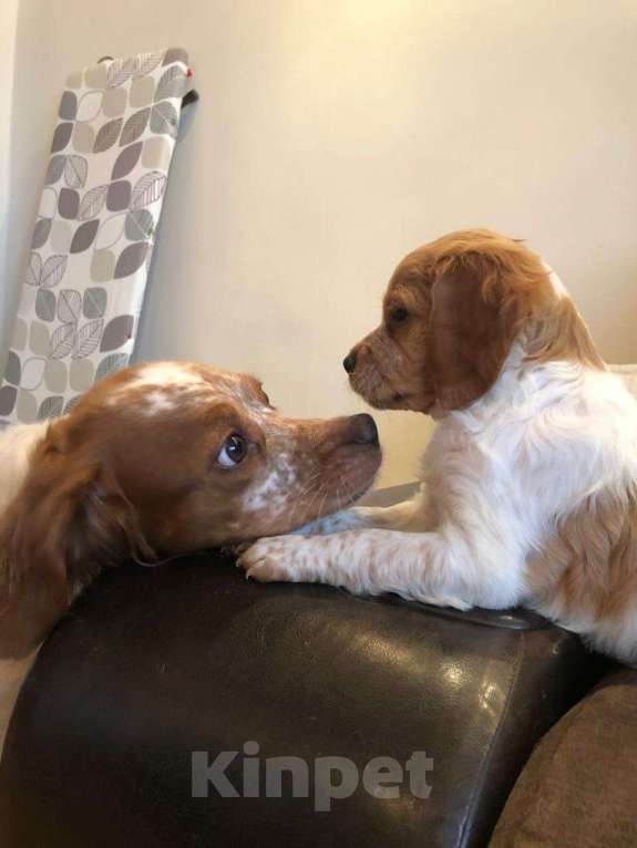 Собаки в Волгограде: Бретон Девочка, 45 000 руб. - фото 2