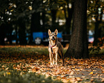Собаки в Москве: Булка - та самая собака! Девочка, Бесплатно - фото 5