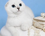 Кошки в Миассе: Голубоглазая серебристая шиншилла Девочка, 60 000 руб. - фото 2