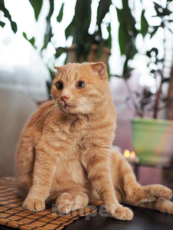Кошки в Люберцах: Ищет дом очаровательный Симба. Мальчик, Бесплатно - фото 3