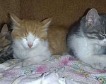 Кошки в Губкине: Ласковые котята в добрые руки Девочка, Бесплатно - фото 5