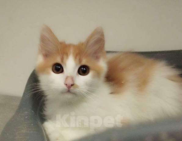 Кошки в Подольске: Котенок Зефирка ищет дом Мальчик, Бесплатно - фото 1