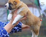 Собаки в Саратове: Щенок сао Мальчик, Бесплатно - фото 2