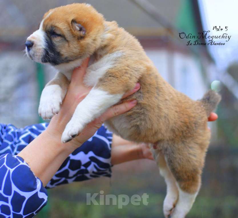 Собаки в Саратове: Щенок сао Мальчик, Бесплатно - фото 2