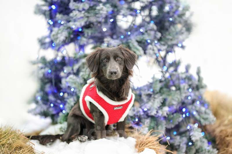 Собаки в Москве: Длинношерстная шоколадная коротколапая Агафья в добрые руки Девочка, Бесплатно - фото 3