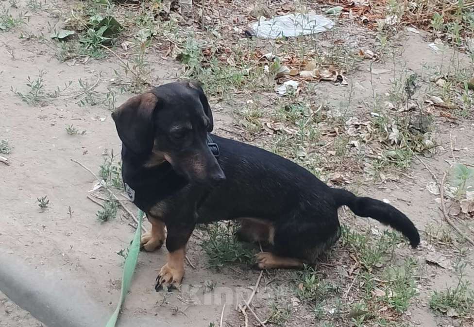Собаки в Волгограде: Такса в добрые руки Мальчик, Бесплатно - фото 3