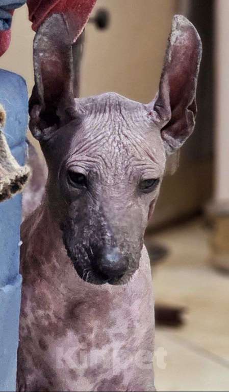 Собаки в Великом Новгороде: Девочки Ксолоитцкуинтли Стандарт  Девочка, 180 000 руб. - фото 4