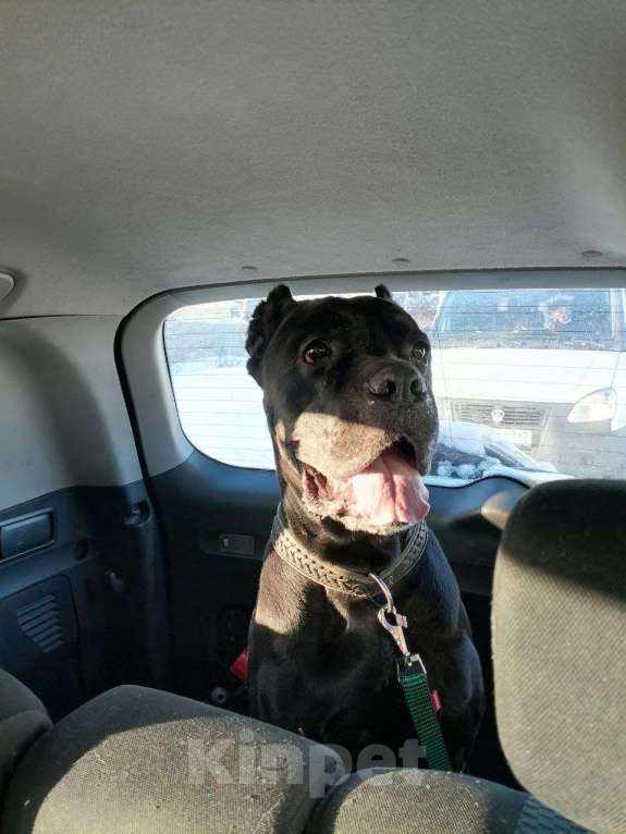 Собаки в Ногинске: Муфа - кане-корсо попал в приют Мальчик, Бесплатно - фото 1