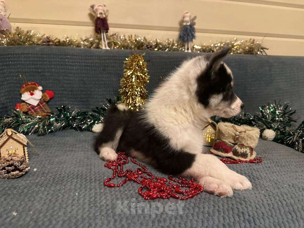 Собаки в Лосином-Петровском: Дейв якутенок лайка Мальчик, Бесплатно - фото 3