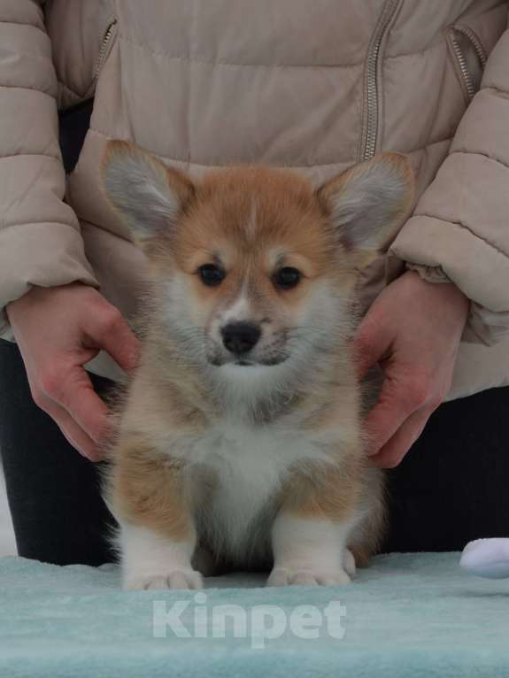 Собаки в Москве: Лагонда Девочка, 80 000 руб. - фото 1