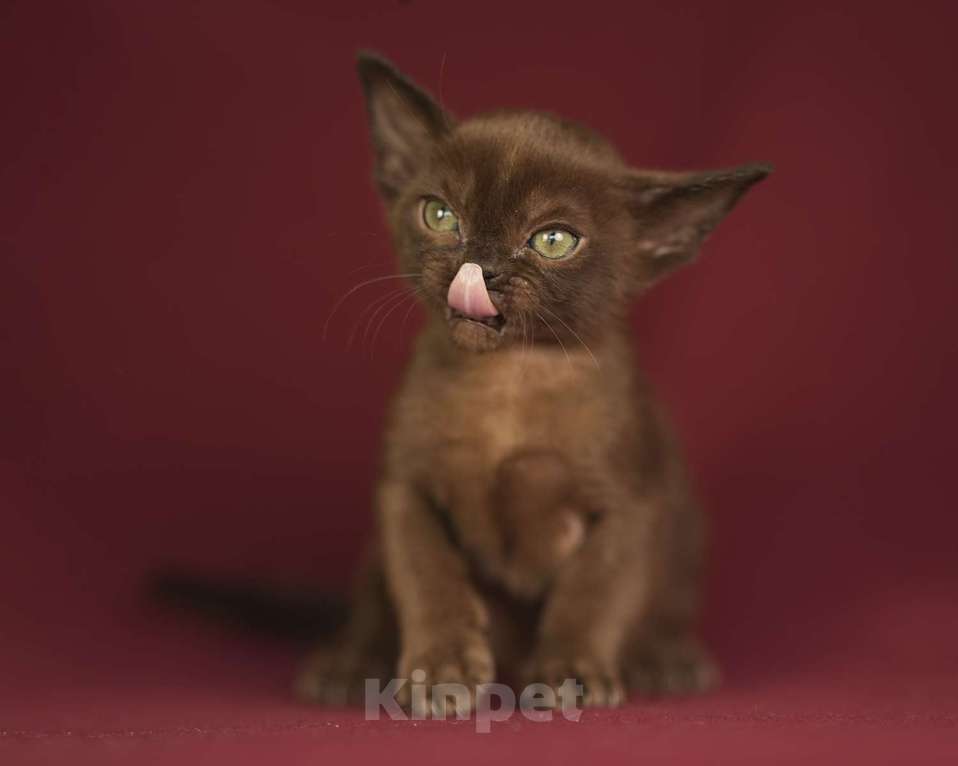 Кошки в Москве: Соболиный бурманский котенок Мальчик, 100 000 руб. - фото 2