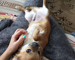 Собаки в Ижевске: Кобель для вязки Мальчик, 1 000 руб. - фото 2