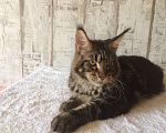 Кошки в Барыше: Кот чёрный мрамор, 30 000 руб. - фото 4
