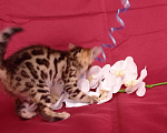Кошки в Кудымкаре: Бенгальский котик с документами, 20 000 руб. - фото 2