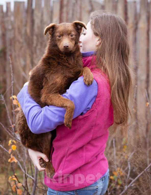Собаки в Москве: Маленькая собачка в добрые руки Девочка, Бесплатно - фото 5