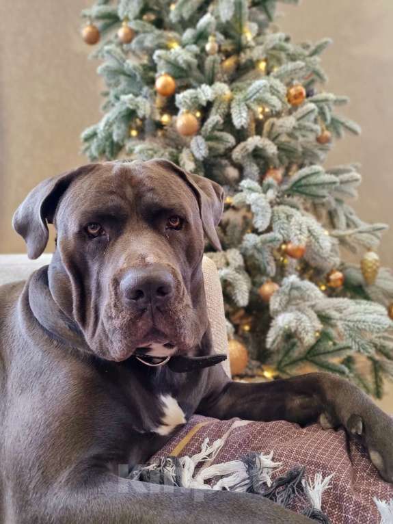 Собаки в Раменском: Ищу хорошую семью Мальчик, Бесплатно - фото 1