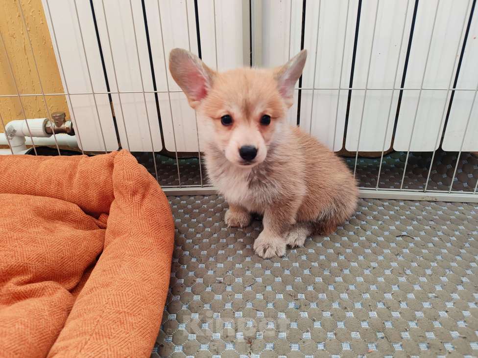 Собаки в Москве: Щенки вельш корги пемброк Девочка, 30 000 руб. - фото 4