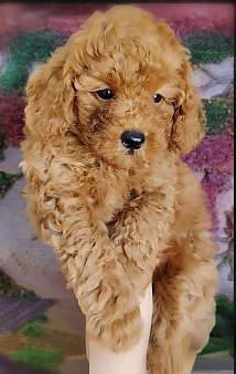 Мальчик-пудель