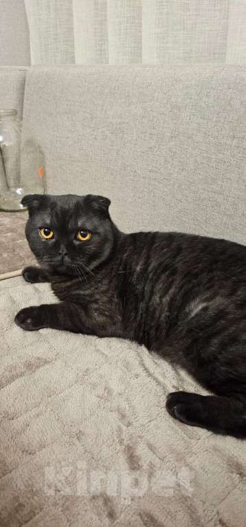 Кошки в Самаре: Отдам в добрые руки кота. Мальчик, Бесплатно - фото 2