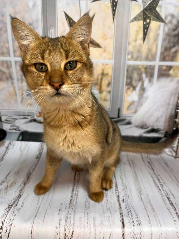 Кошки в Геленджике: Чаузи ф3 кошечка Девочка, 35 000 руб. - фото 3