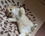 Кошки в Осиннике: Котенок золотой шиншиллы Девочка, 40 000 руб. - фото 1