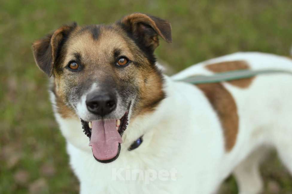 Собаки в Туле: Амуру очень нужен Дом Мальчик, Бесплатно - фото 9