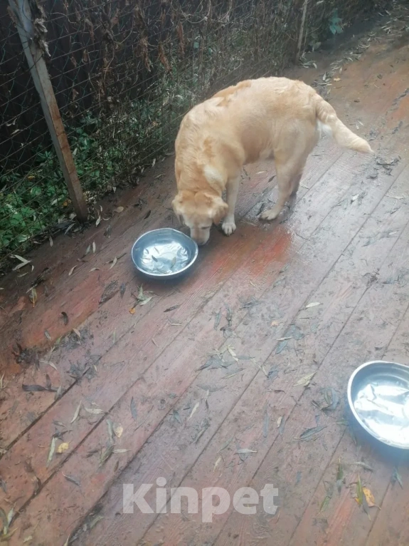 Собаки в Санкт-Петербурге: В добрые руки Девочка, Бесплатно - фото 2