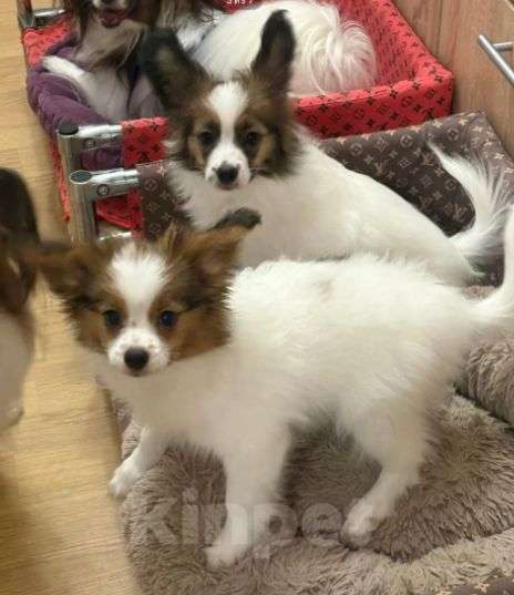 Собаки в Москве: Щенки папийона кобели Мальчик, 40 000 руб. - фото 2