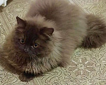 Кошки в Воронеже: Кот длинношерстный шоколадный британец Мальчик, 30 000 руб. - фото 2