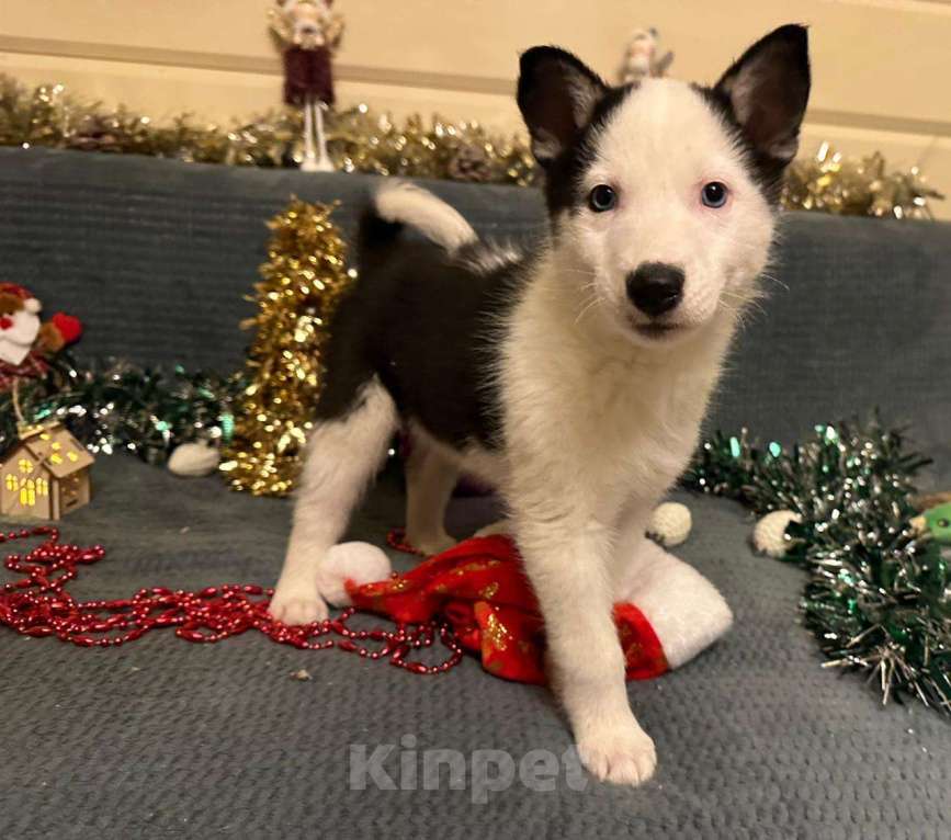 Собаки в Лосином-Петровском: Орфей якутята ппбж Мальчик, Бесплатно - фото 5