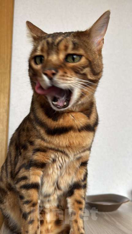 Кошки в других городах Московской области: ДОМА!!!!!! Мальчик, 20 000 руб. - фото 3