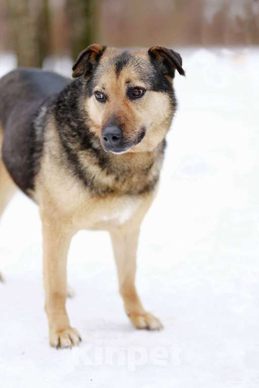 Собаки в Москве: Рич Мальчик, Бесплатно - фото 2
