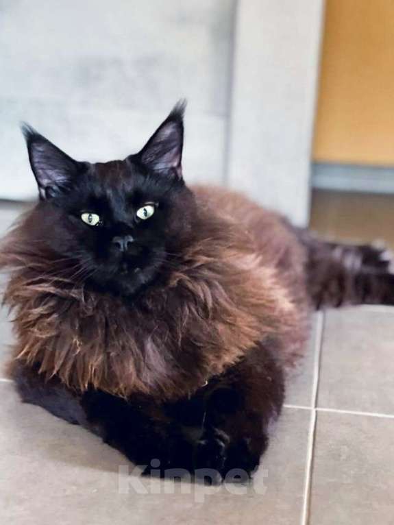 Кошки в Москве: Мейн-Кун мальчик Мальчик, Бесплатно - фото 4